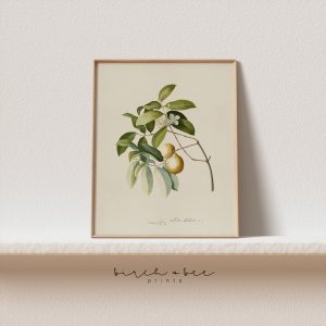 Tranh treo tường, tranh hoa cổ điển trang trí, Vintage Botanical Print | Tree Branch Wall Art #183