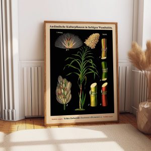 Tranh treo tường, tranh hoa cổ điển trang trí, Sugarcane Botanical Art Print: Vintage Style Decor