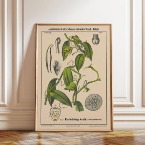 Tranh treo tường, tranh hoa nhà bếp trang trí, Vanilla Botanical Print: Vintage Kitchen Art Poster