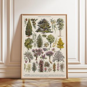 Tranh treo tường, tranh hoa trang trí, Adolphe Millot Botanical Tree Print: French Botanical Art