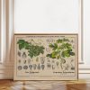 Tranh treo tường, tranh hoa nhà bếp trang trí, Botanical Grape Vine & Fig Tree Print: Vintage Kitchen Wall Art