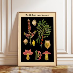 Tranh treo tường, tranh hoa chân dung trang trí, Framed German Botanical Chart: Vintage Floral Wall Art