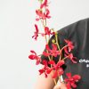 Cành Hoa Lan Nhện Đỏ Giả Decor