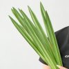 Cụm Lá Dứa Dài 12 Lá Giả Decor