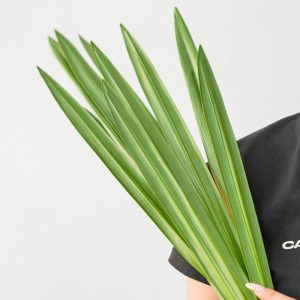 Cụm Lá Dứa Dài 12 Lá Giả Decor