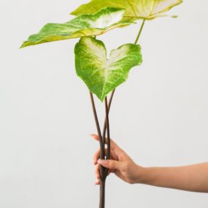 Cụm Lá Khoai Môn Giả Decor
