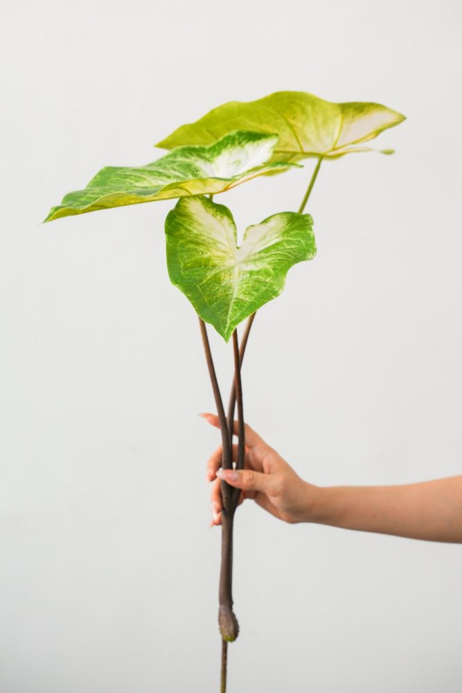Cụm Lá Khoai Môn Giả Decor